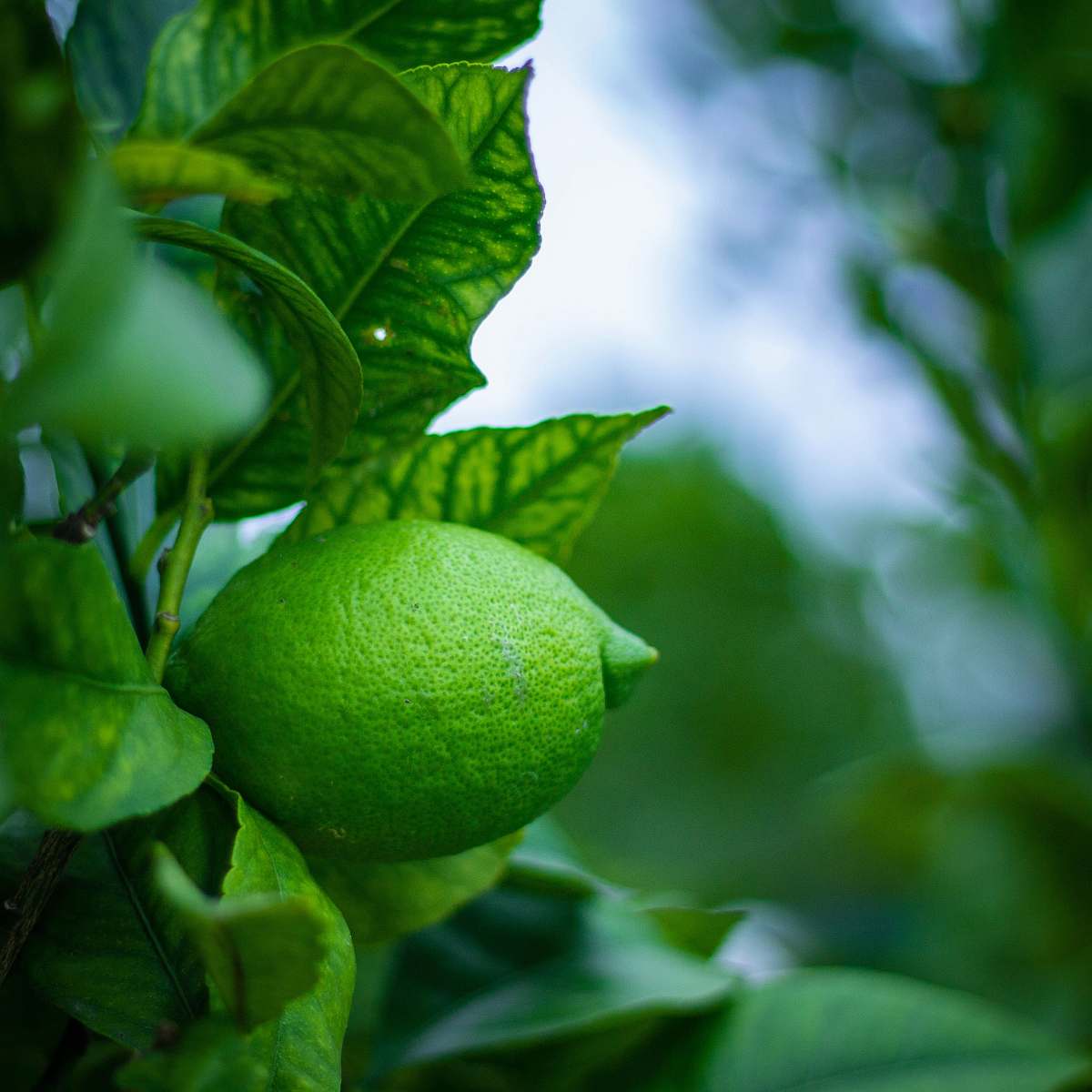 food selective-focus of green lemon fruit fruit